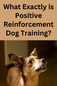 what is positive reinforcement dog training?