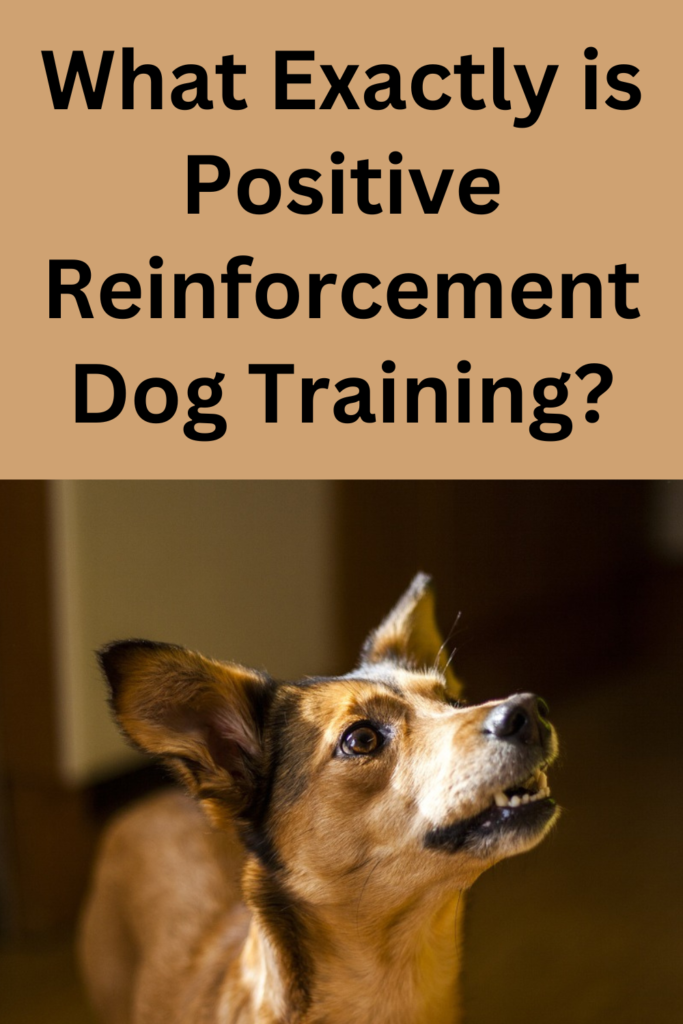 Why Positive Reinforcement Training May Fail Your Dog