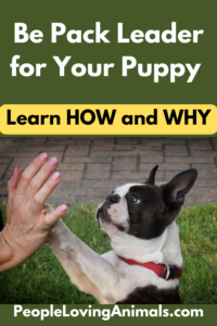 Be Pack Leader for Your Puppy