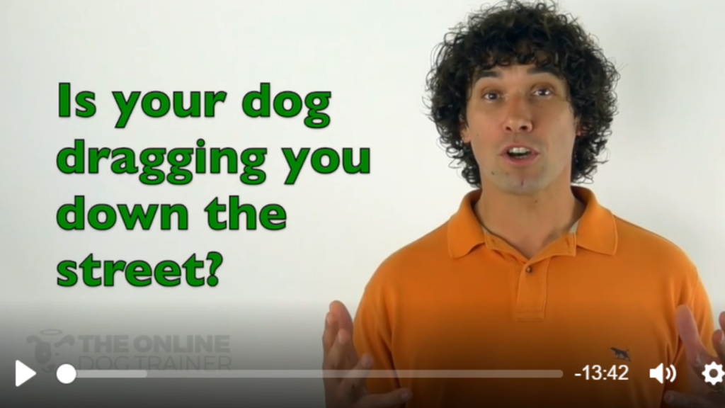 how to stop your dog from pulling