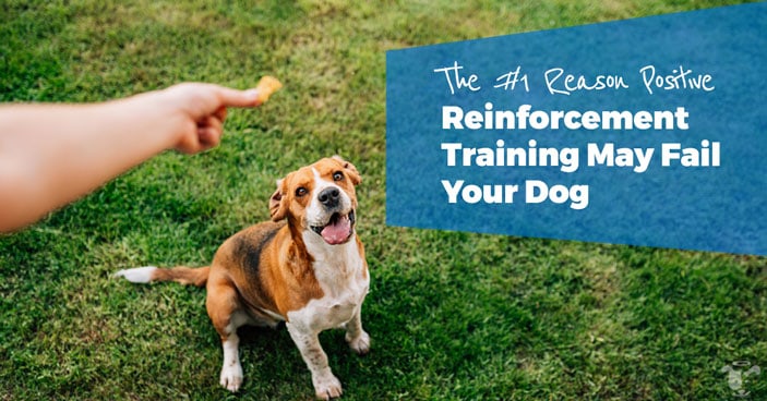 positive reinforcement dog training