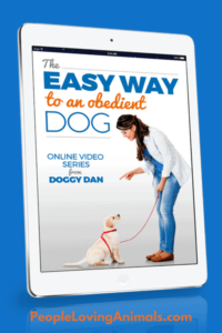 obedient dog training