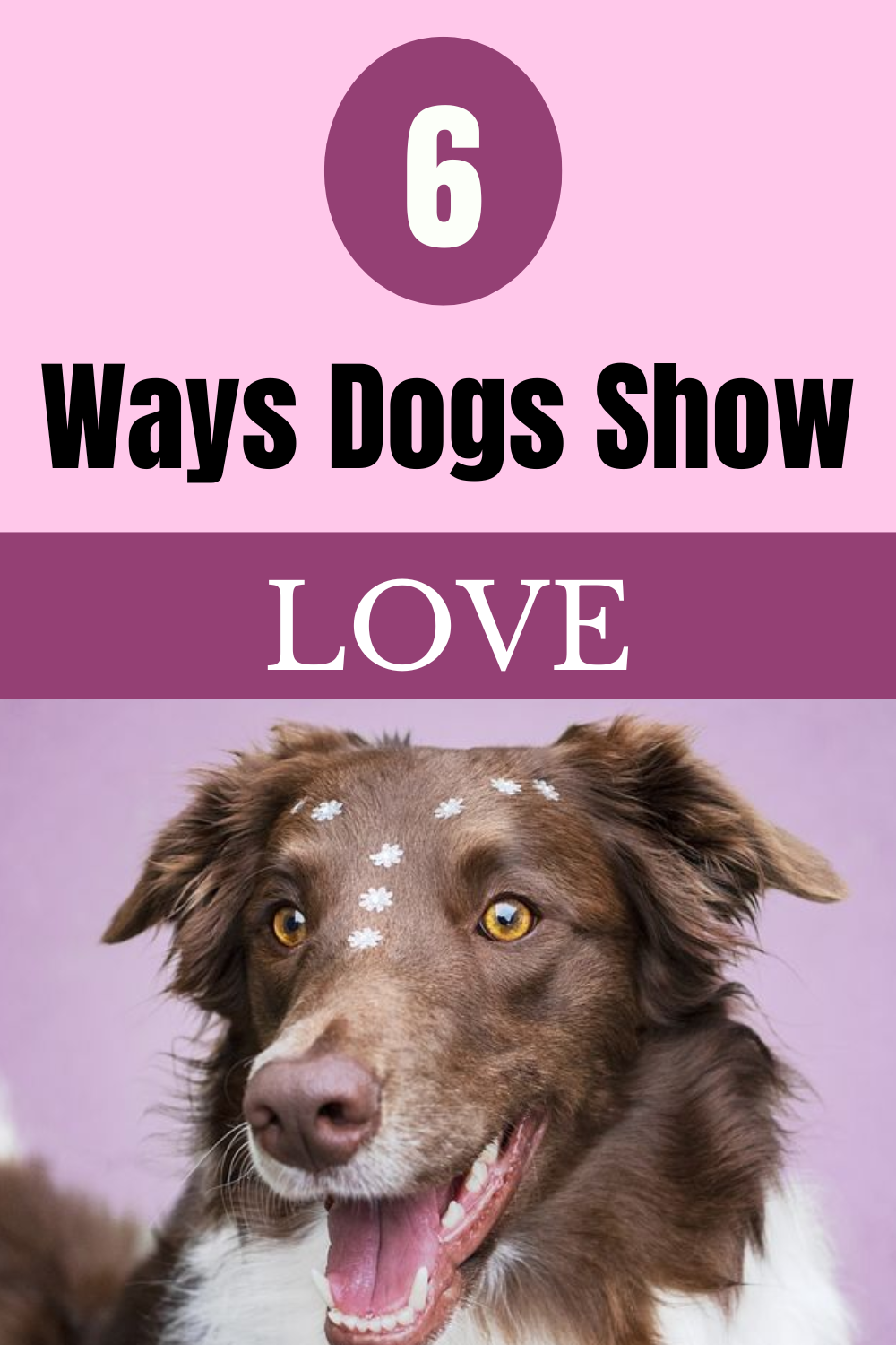 how-dogs-show-love-ways-dogs-say-i-love-you