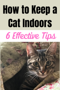 How to Keep Your Cat Indoors
