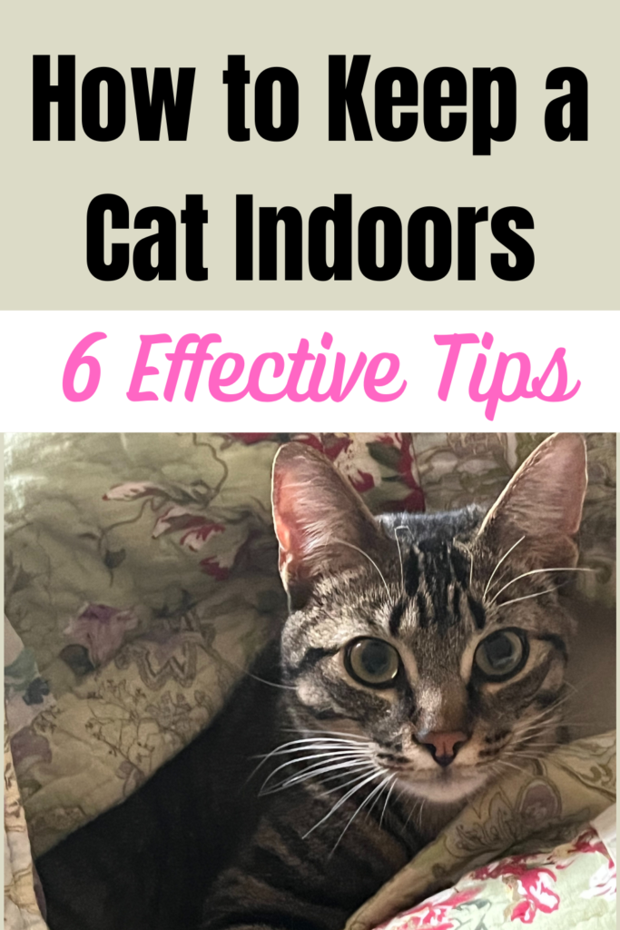 How to Keep Your Cat Indoors - Why You Should & Exactly How