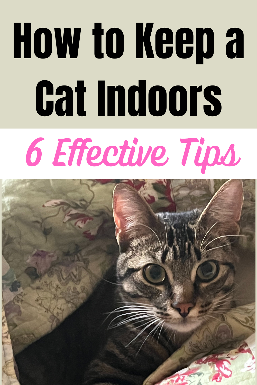 How to Keep Your Cat Indoors Why You Should & Exactly How