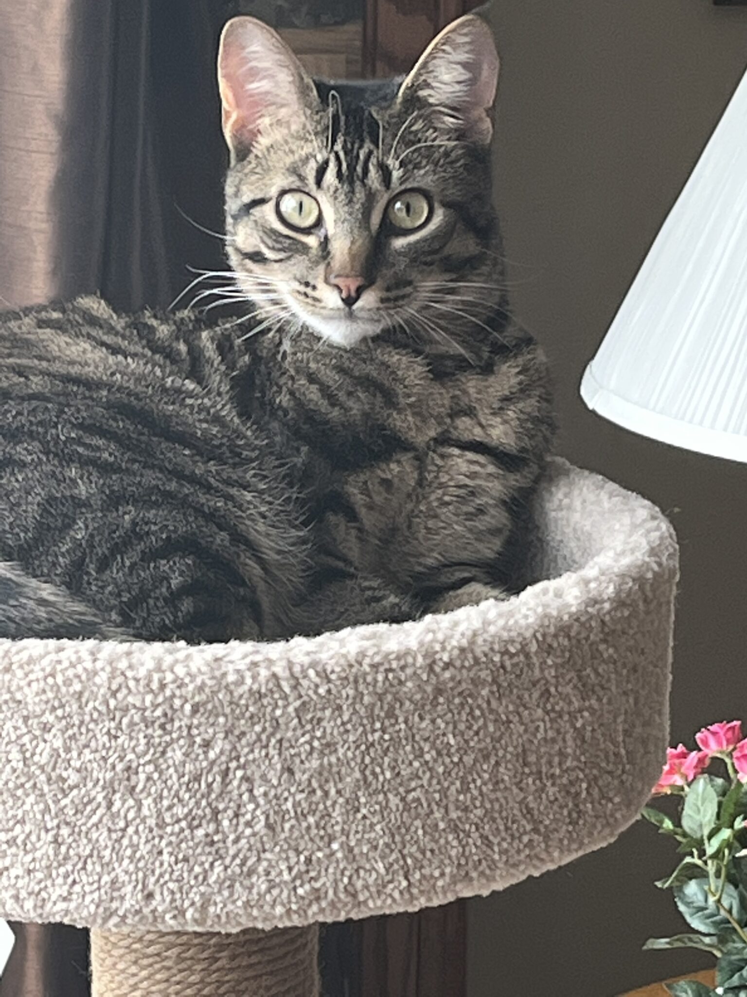 Keeping Pets Entertained While at Work Tips for Dogs & Cats