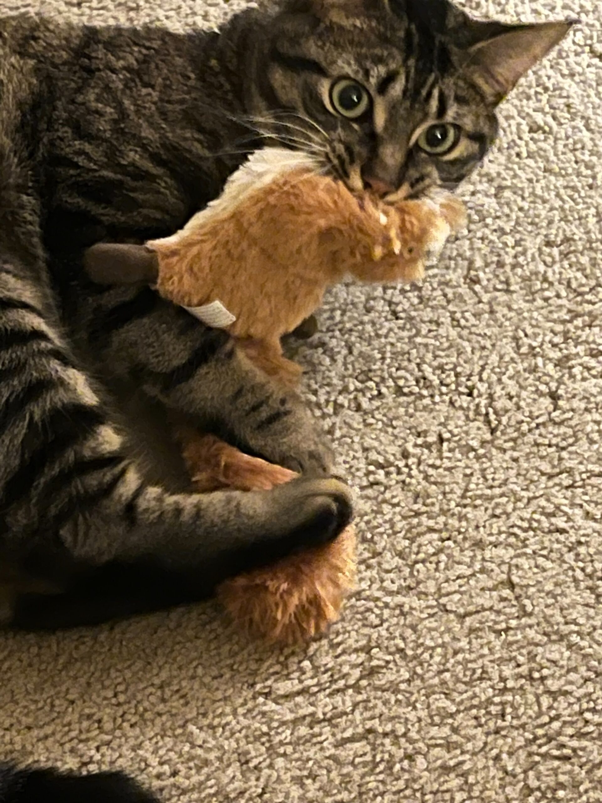 Picture of Why Do Cats Bite Their Owners? Common Reasons and What to Do