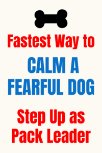 How to Calm a Fearful Dog