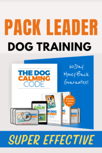 pack leader dog training