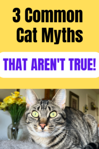 cat myths