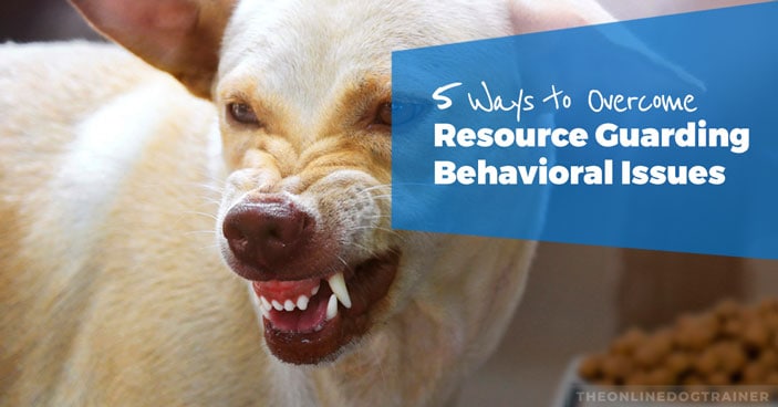 Dog Food Aggression Training