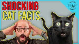 Jackson Galaxy Cat Facts Myths