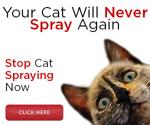 stop cat spraying