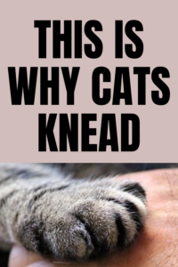 why do cats knead?