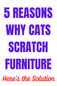 why do cats scratch furniture?
