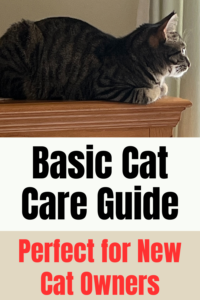 basic cat care guide