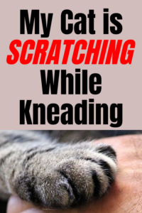cats scratching while kneading