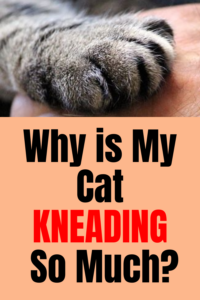 why is my cat kneading so much?