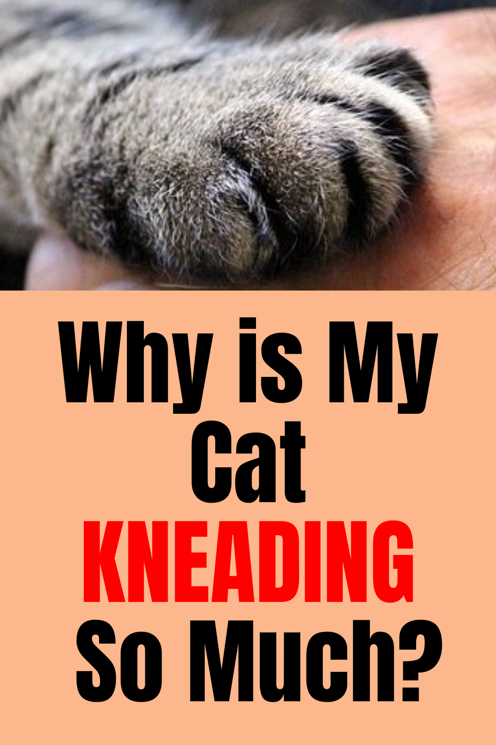 Why Do Cats Knead? Kneading the Dough or Making Biscuits