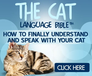 cat language