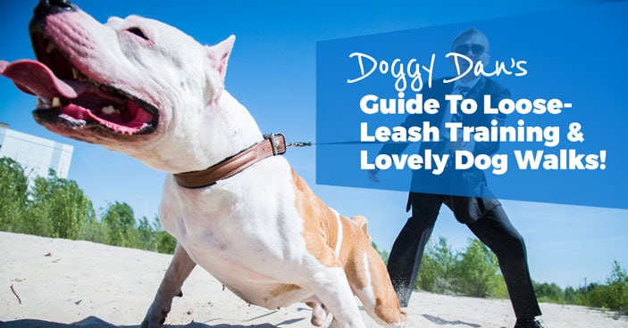 stop leash pulling dogs
