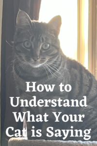 How to Understand Cat Language