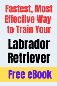 labrador retriever training ebook