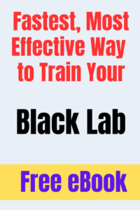 black lab training ebook