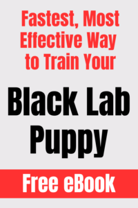 black lab puppy training ebook