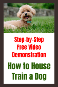 How to House Train a Dog