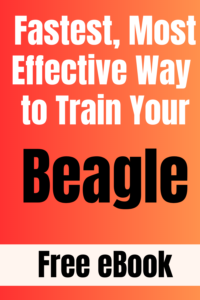 beagle training ebook