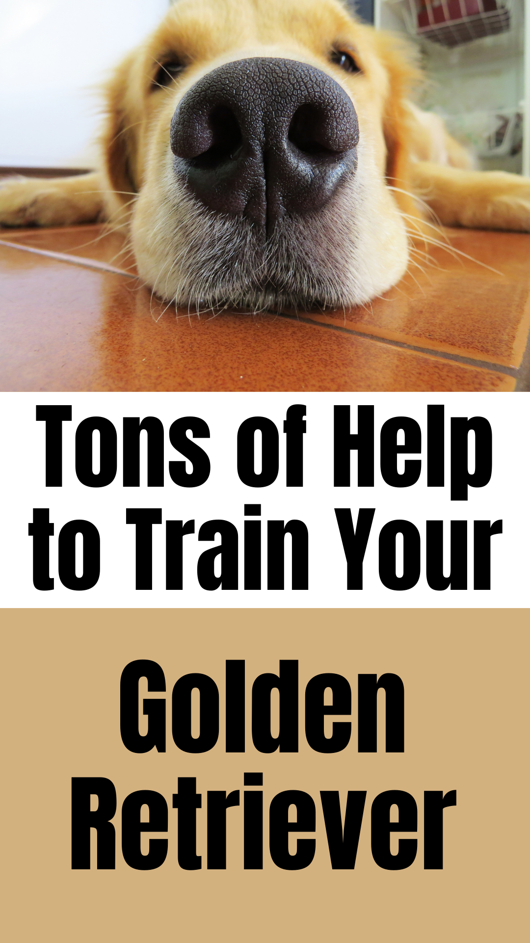 golden retriever training