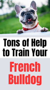 french bulldog training