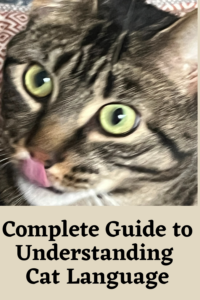 How to Understand Cat Language