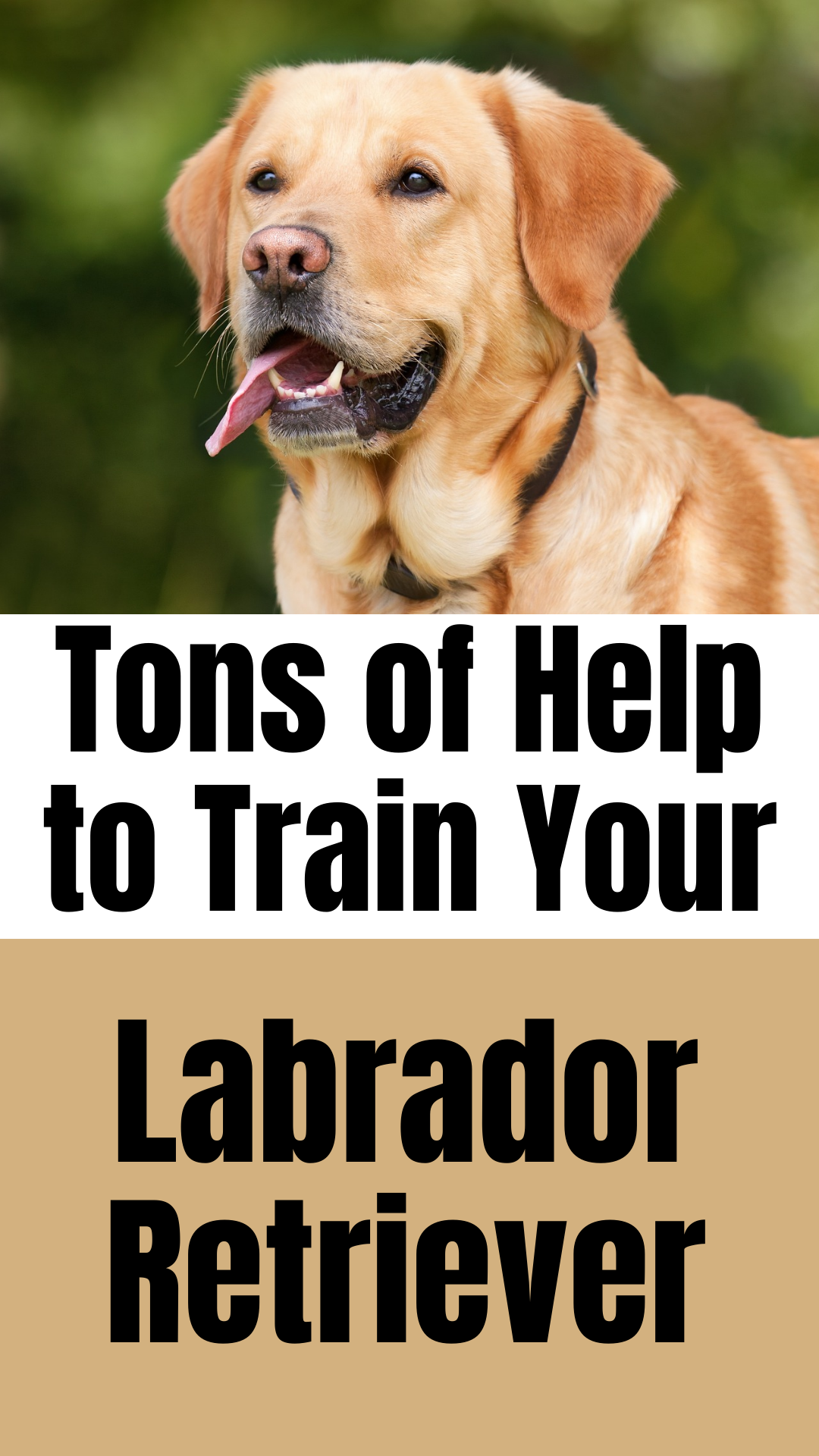 labrador retriever training