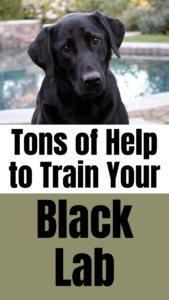 black lab training