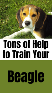 beagle training