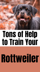 rottweiler training