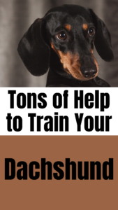 dachshund training