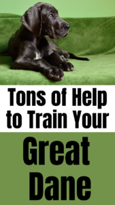 great dane training