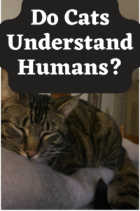 can cats understand humans?