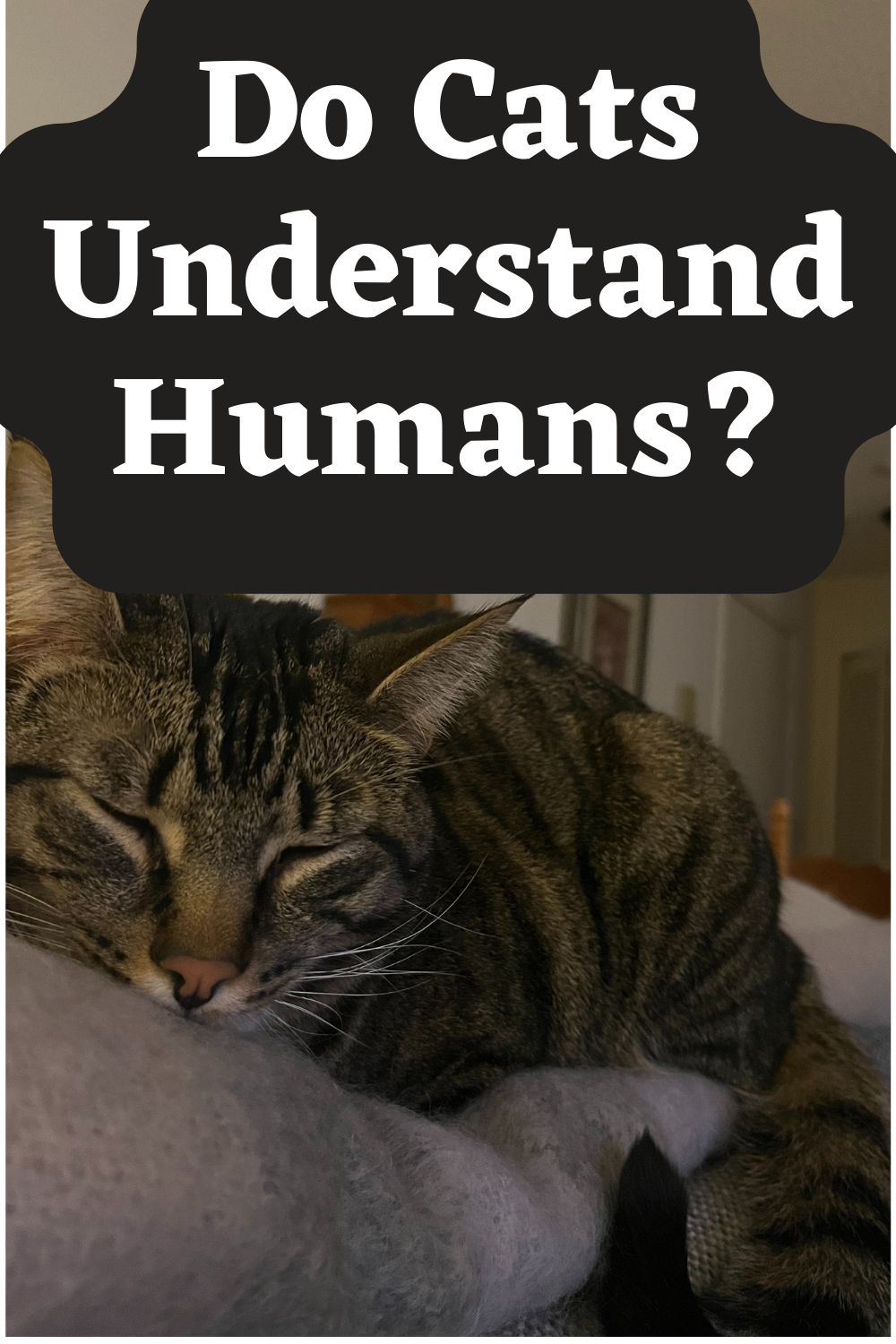 How to Understand Cat Language Cat Language Bible Review