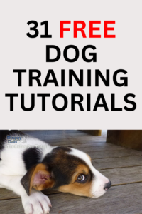 dog training tutorials