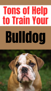 bulldog training