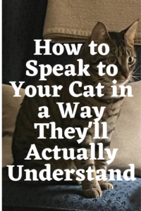 How to speak to your cat