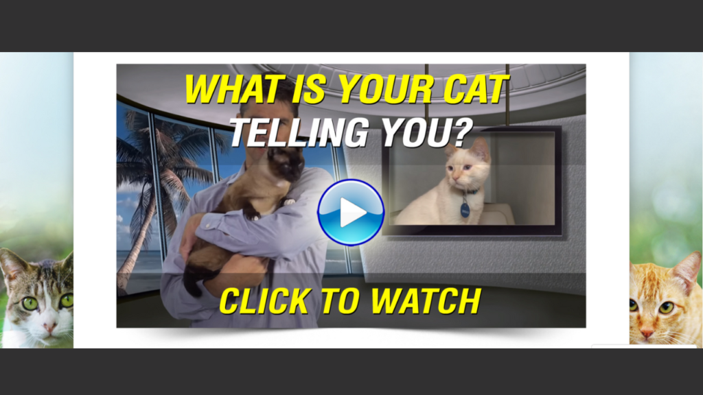 How to Understand Cat Language | Decode Your Cat’s Mind Instantly