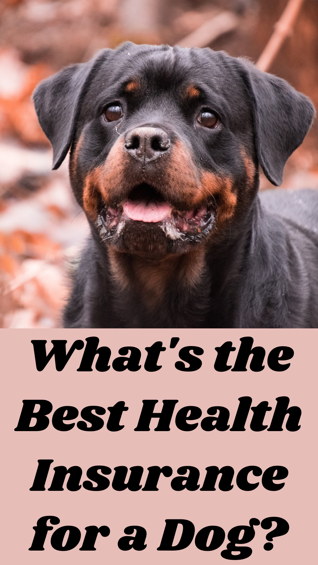 Is Dog Health Insurance Worth the Cost?
