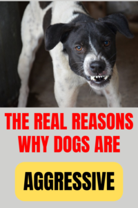 causes of dog aggression