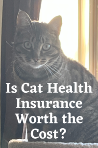 Is Cat Health Insurance Worth the Cost? Is Pet Insurance Worth it for Cats? Best Cat Insurance